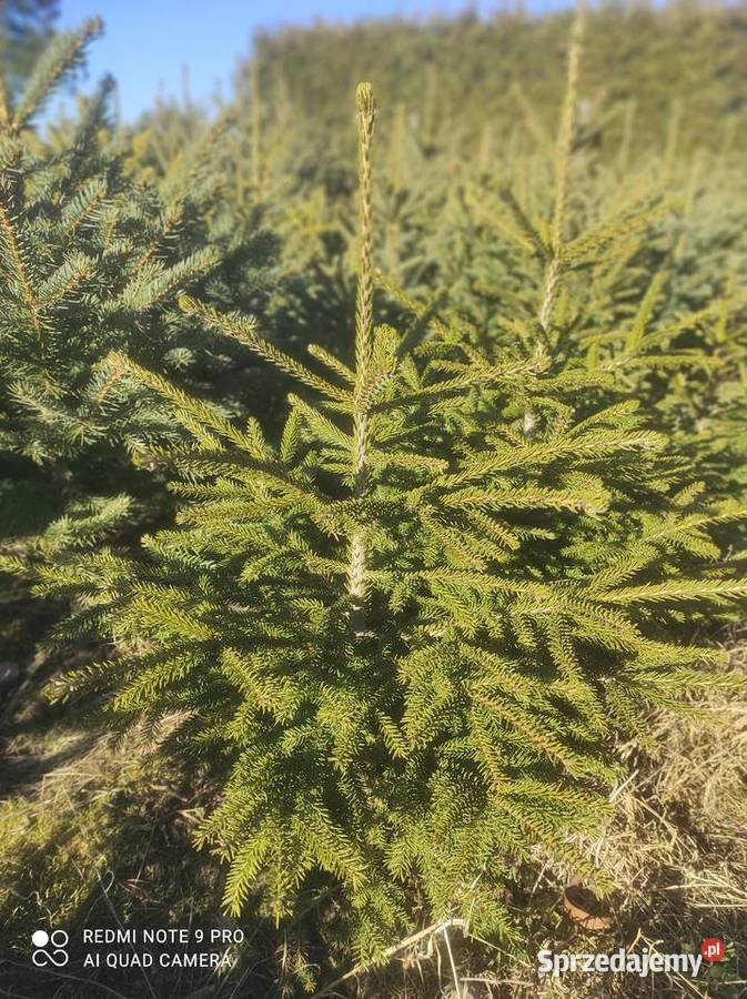 Świerk czarny Picea orientalis Osuchów