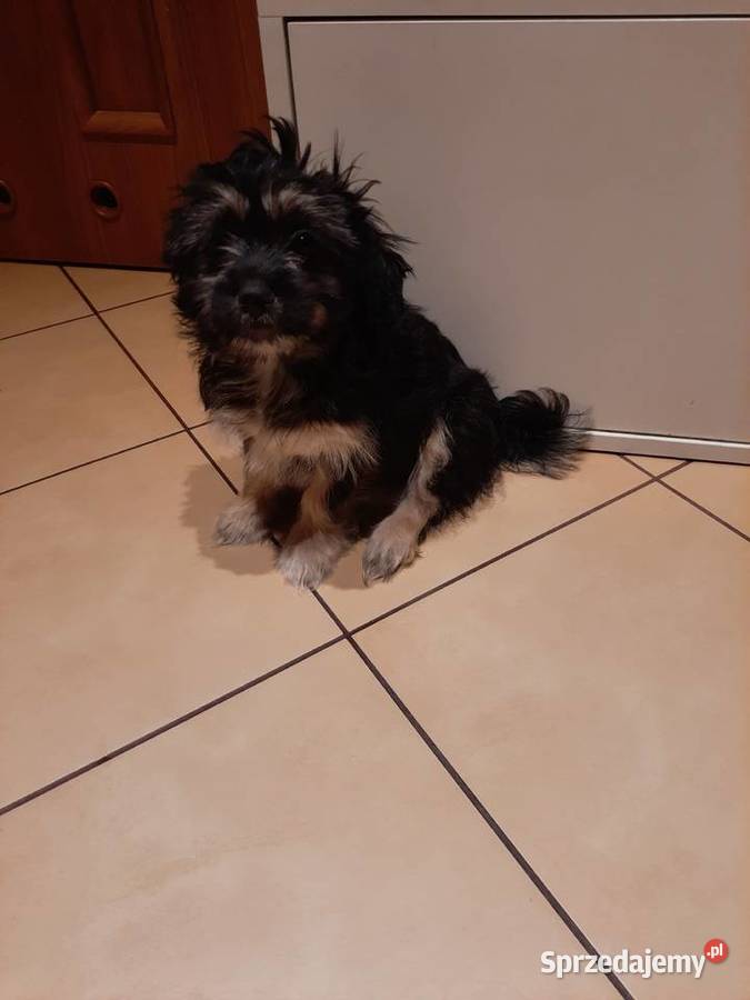 Hybryda shih tzu maltanczyk Kielce