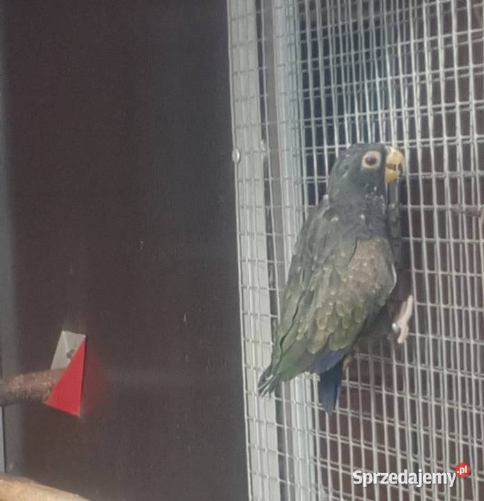 Piona bronzowoskrzydła para Bystra