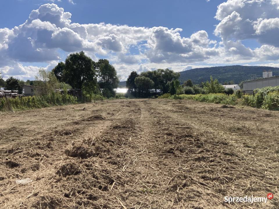Karczowanie działek pod inwestycje Brzezie