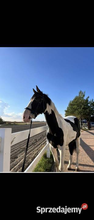 Sprzedam prawie 3 letniego ogiera lubelskie Paskudy sprzedam