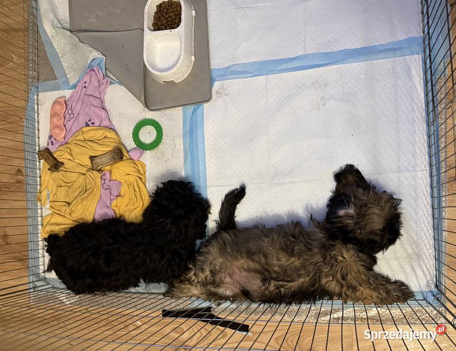 Shih Tzu Ares z rodowodem z hodowli Żywe Srebro pomorskie Bolszewo