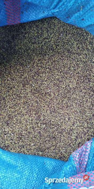 Sprzedam nasiona koniczyny czerwonej Wasilków