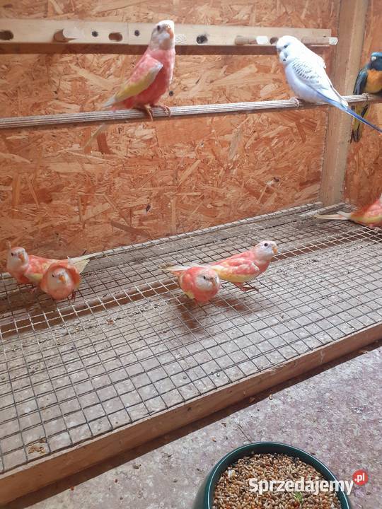 Papugi łąkówki i lilianki wielkopolskie Kalisz