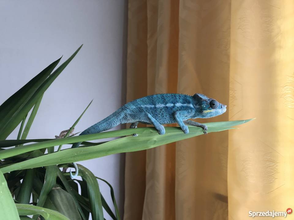 Harem kameleonów lamparcich Noisy be true blue 4
