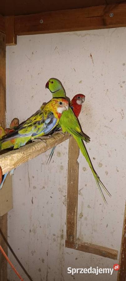 Sprzedam papugi Ptaki Pierzchnica