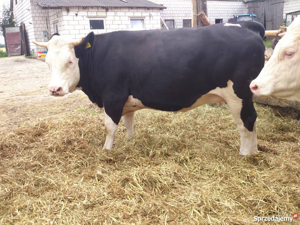 Jałówki cielne simentalhf lubelskie Dub sprzedam