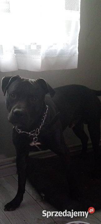 szczeniak american Pitbull terrier Bolesławiec