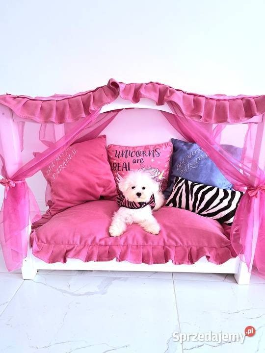 hodowla ZKwP oferuje szczenięta bichon frise FCI