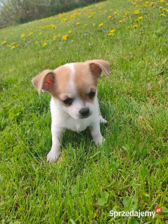 Chihuahua bez rodowodu Zwierzęta Hażlach