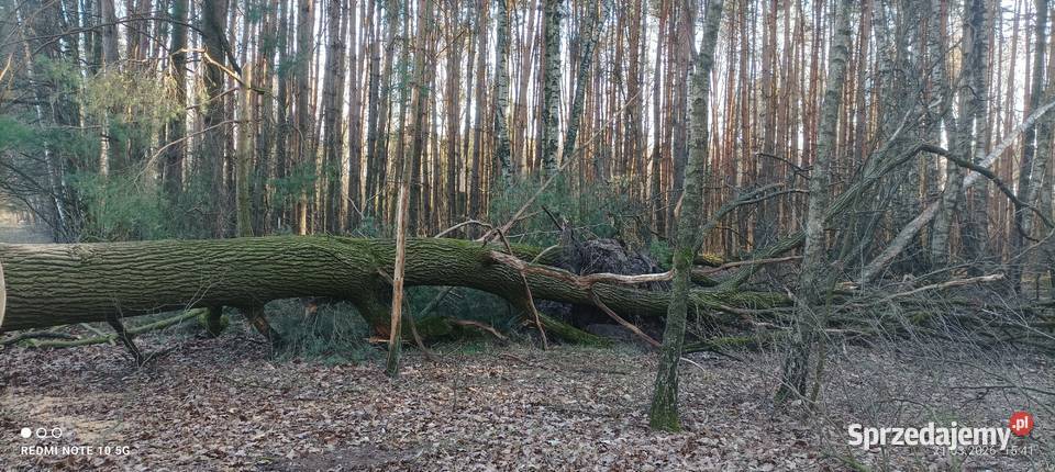 Gałęzie dębowe wycince drzewa dębowego Ryki