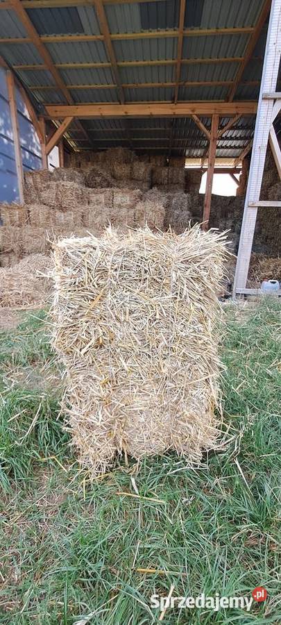 Sloma owsiana i zytnia pomorskie Łapino Kartuskie