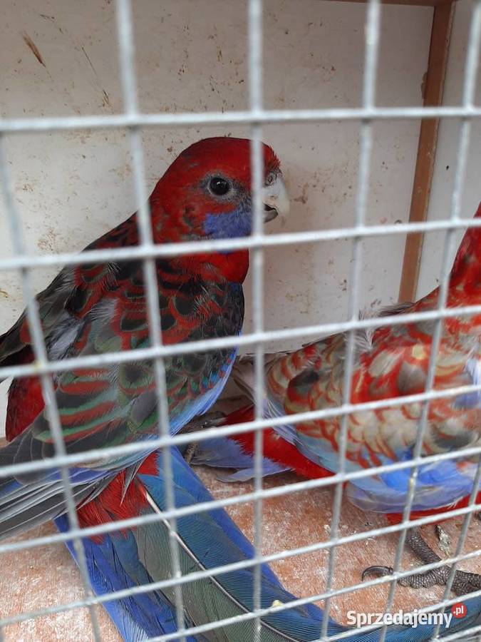 Rozella królewska i białolica Czerwionka-Leszczyny