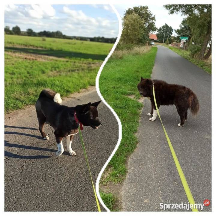 akita amerykanska szczeniete Akita Szczecin sprzedam