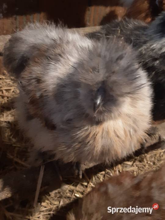 Silka silki koguty sprzedam