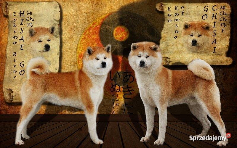 Akita japońska czerwone szczenięta Słupca
