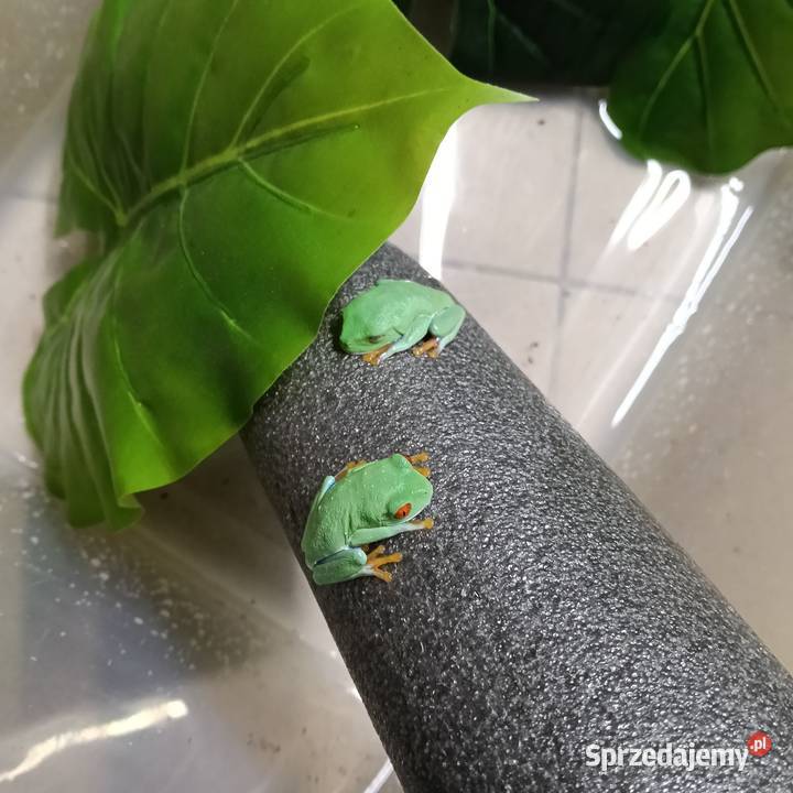 Chwytnice czerwonookie Kraków