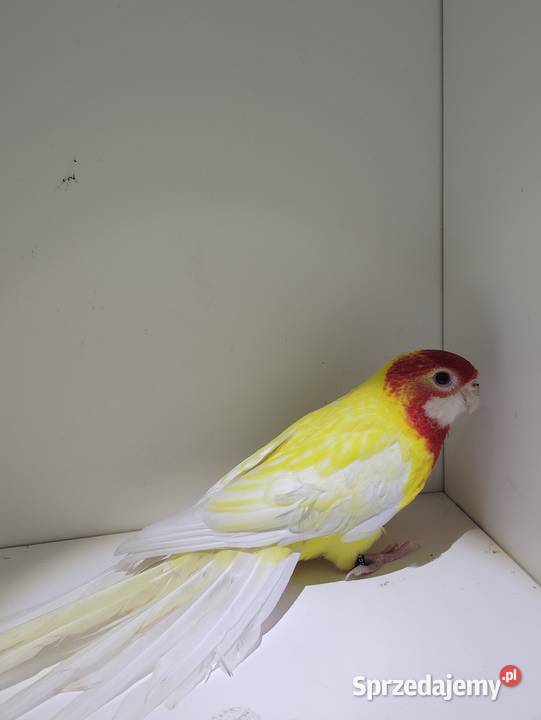 Rozelle białolice lutino Wieliczka