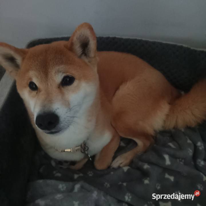 Shiba inu Szeniaki Strzelce Opolskie sprzedam