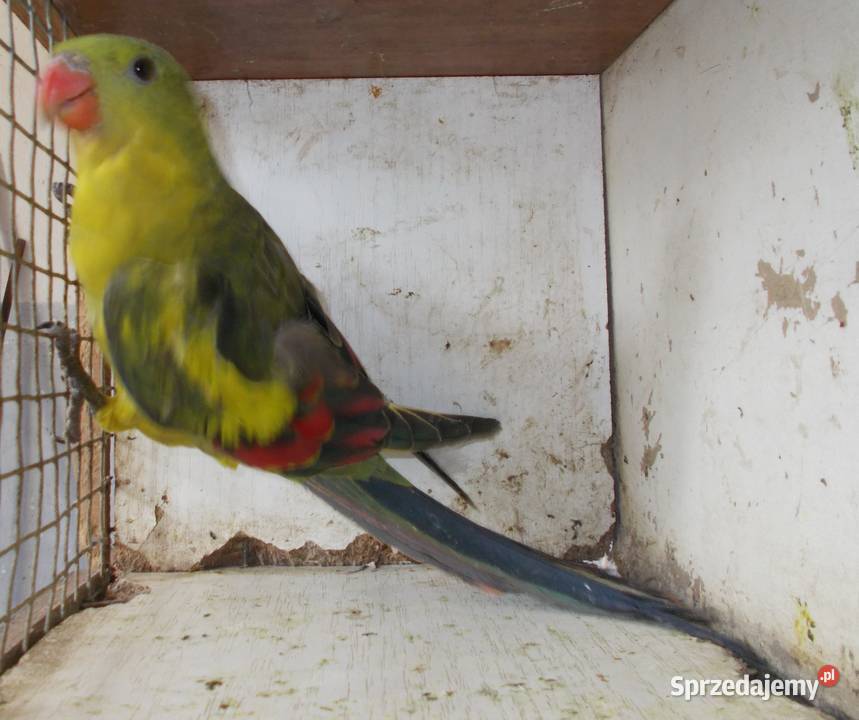 papuga góskaberg Kościan