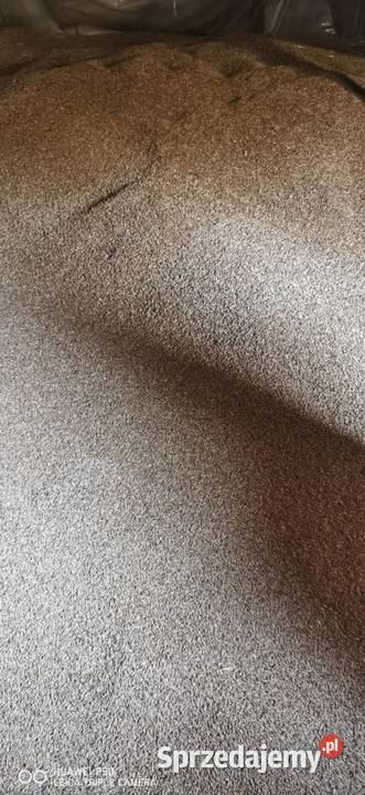 Sprzedam zboże żyto Antonińskie łódzkie