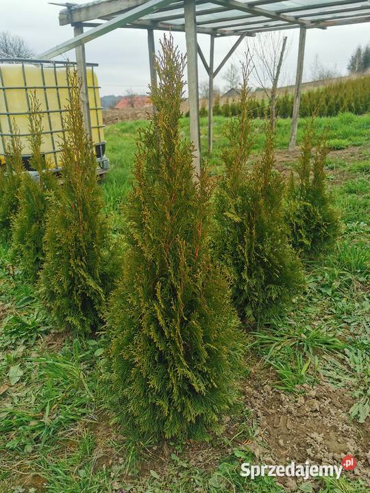 Tuje szmaragd 80140 transport sadzenie Bochnia