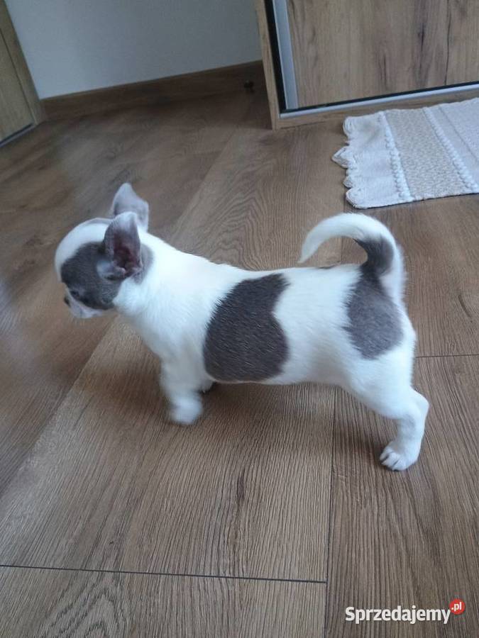 Chihuahua dziewczynka wyjątkowa Kleszczów