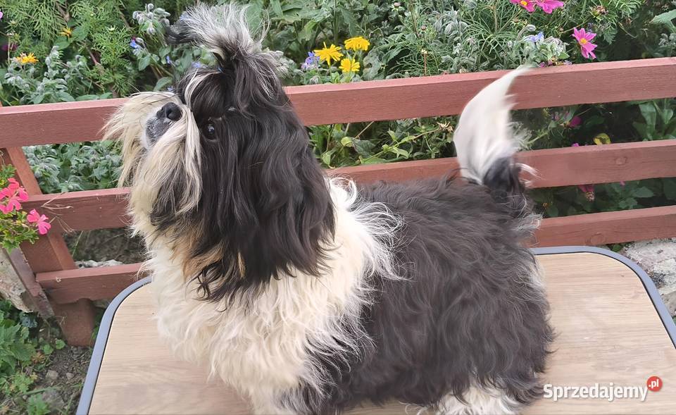 Shih tzu piesek FCI dolnośląskie Wałbrzych
