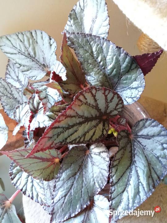 Begonia Silver Jewel begonia zebra Białystok