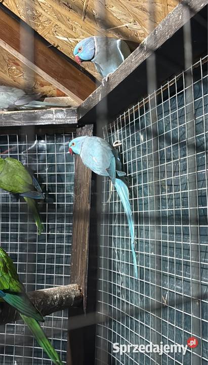 Aleksandretty obrożne Trzebnica sprzedam