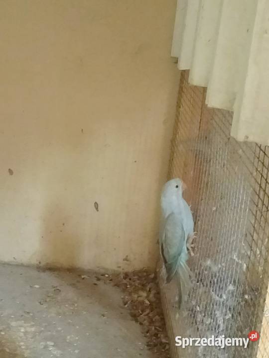 Sprzedam Aleksandręty Zwierzęta