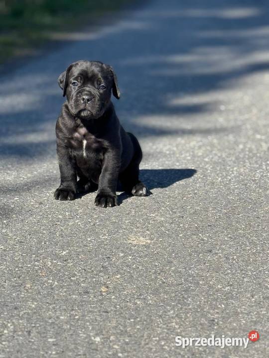 Piękna czarna suczka Cane Corso ZKwPFCI Gdańsk