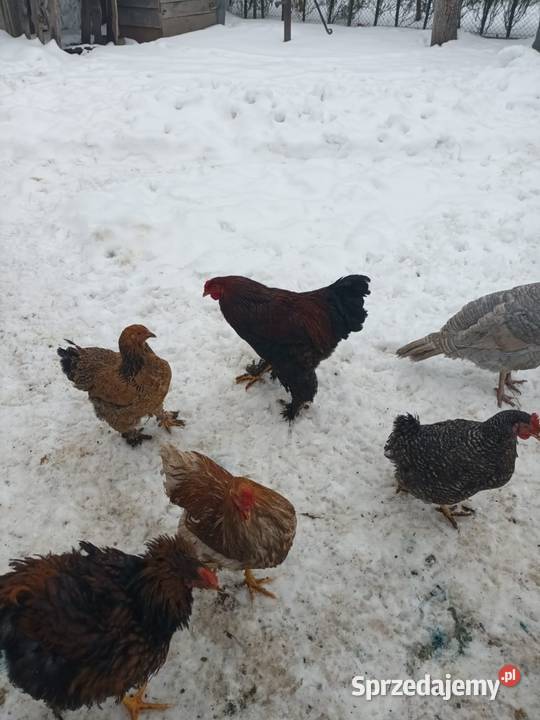 Koguty i kury Brahma Turobin