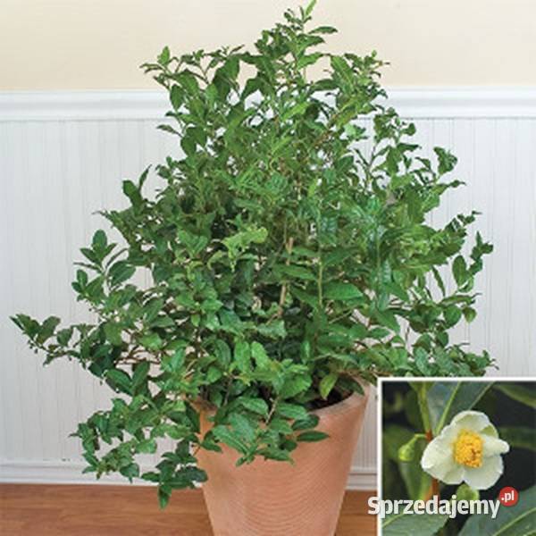 HERBATA CHIŃSKA Thea sinensis NASIONA 100g Dom i Ogród Lubanie