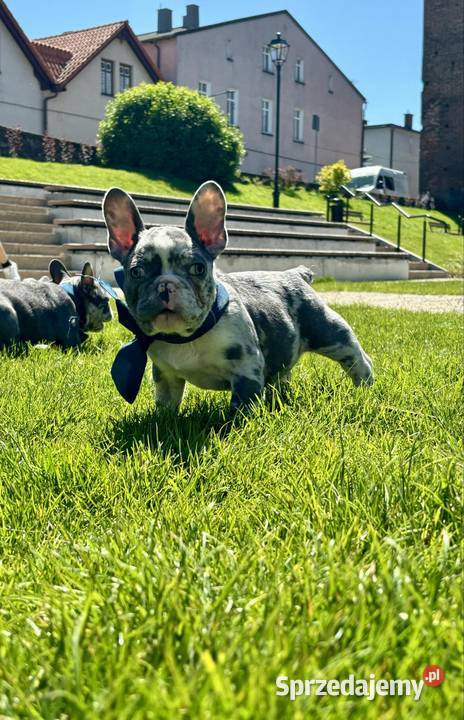 Buldog francuski blue merle Nowe Miasto Lubawskie sprzedam