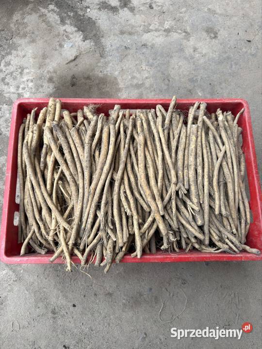 Sadzonka chrzanu Mazaniec