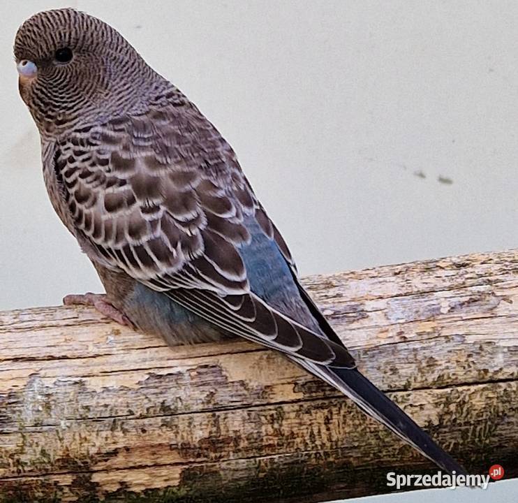 papużka falista blackface łatwo się oswaja może sprzedam