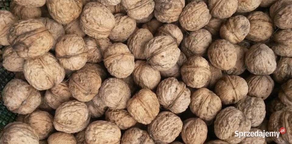 Orzechy włoskie sprzedam