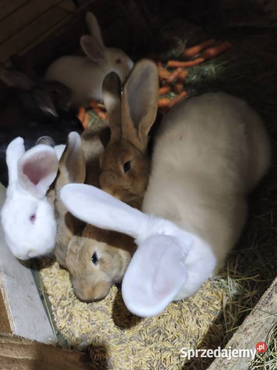 Samice Termondzkie i inne Jasieniec