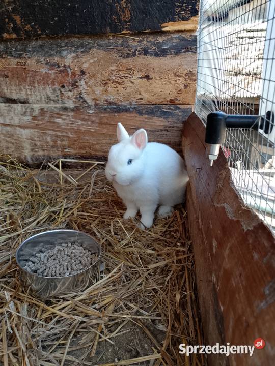 sprzedam króliki Uście Solne