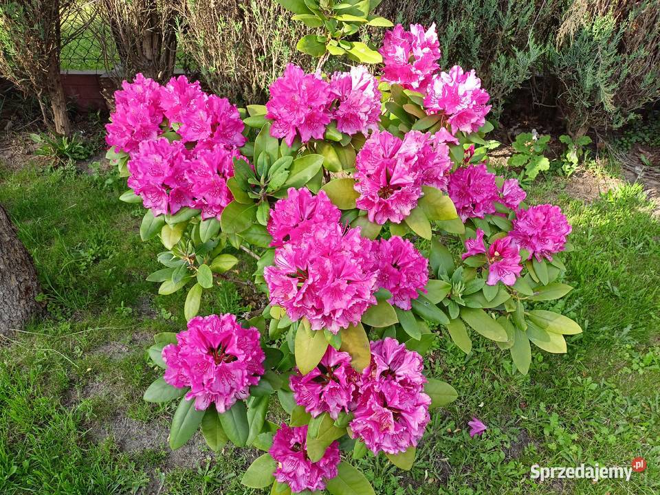 Różanecznik rododendron Sokołów Małopolski