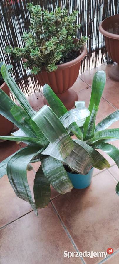 Kwiat ECHMEA wstęgowata Aechmea fasciata Leszno