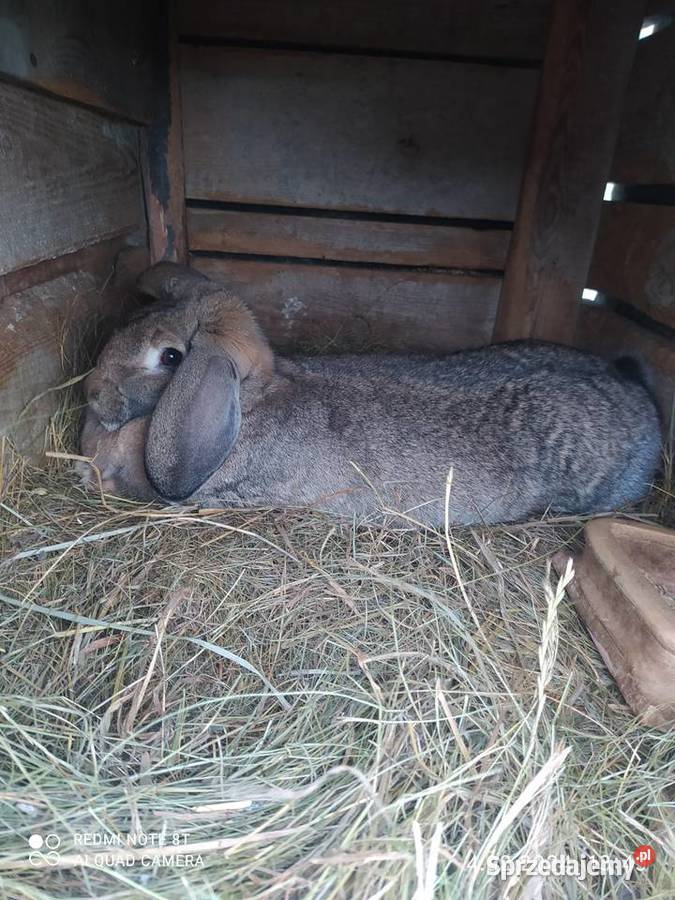 Sprzedam dorosłą samicę szarą barana