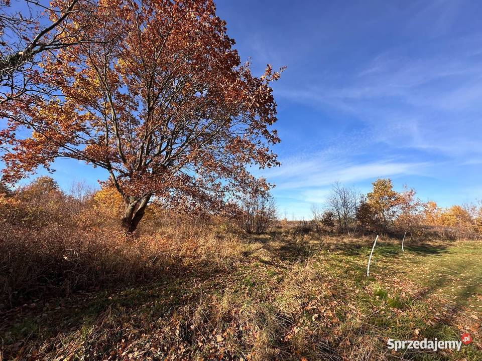 Działka budowlana kolorowe jeziorka 30zł/m2 Nieruchomości Chełmica