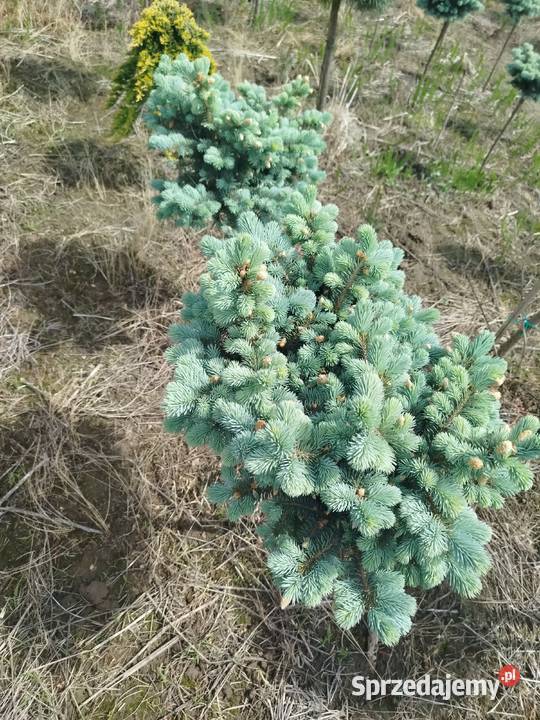 Sosna Pinus mugo LOW Glow Varella GLAUCA GLOBOSA