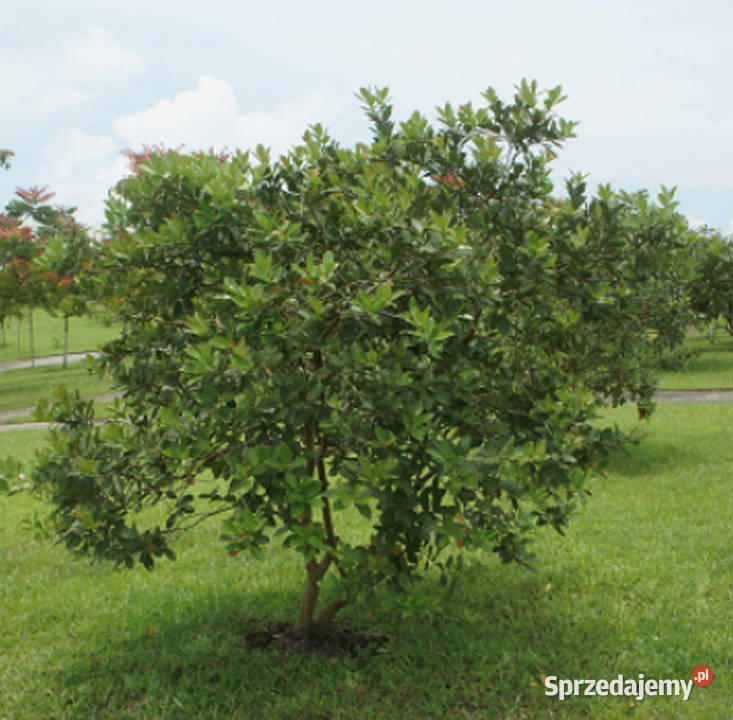 GUJAWA POSPOLITA Psidium guajava NASIONA 10000 Lubanie sprzedam