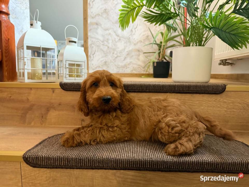 Cockapoo hybryda F1 Cocker Spaniel Starogard Gdański