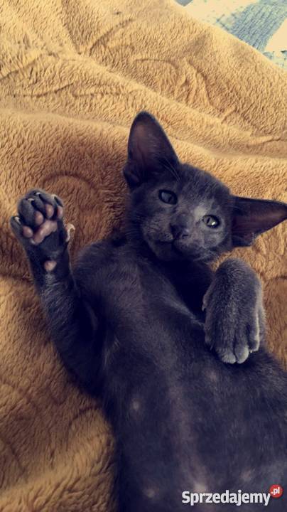 Kocięta orientalne Koty Gdańsk