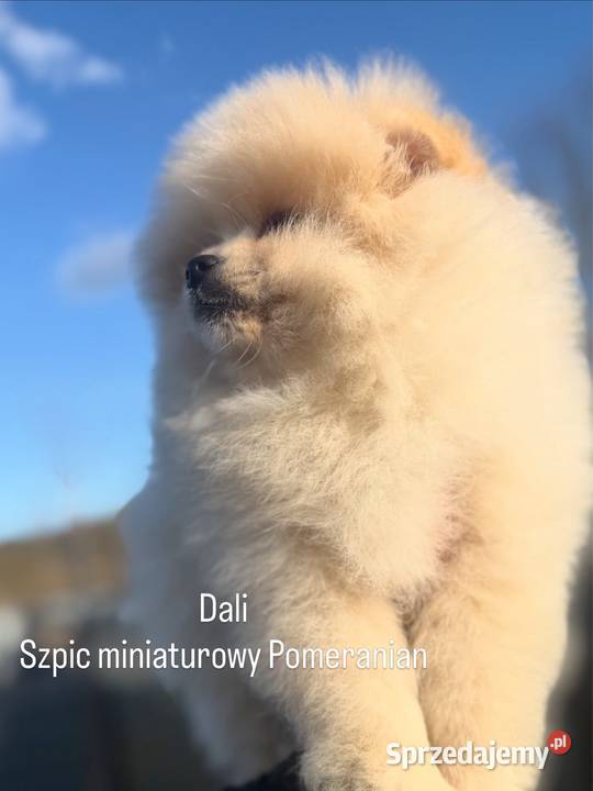 Szpic miniaturowy Pomeranian Zwierzęta Gorzów Wielkopolski sprzedam