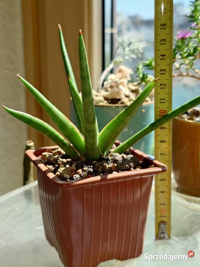 Sansevieria hybr White Medusa roślina z kolekcji Warszawa sprzedam